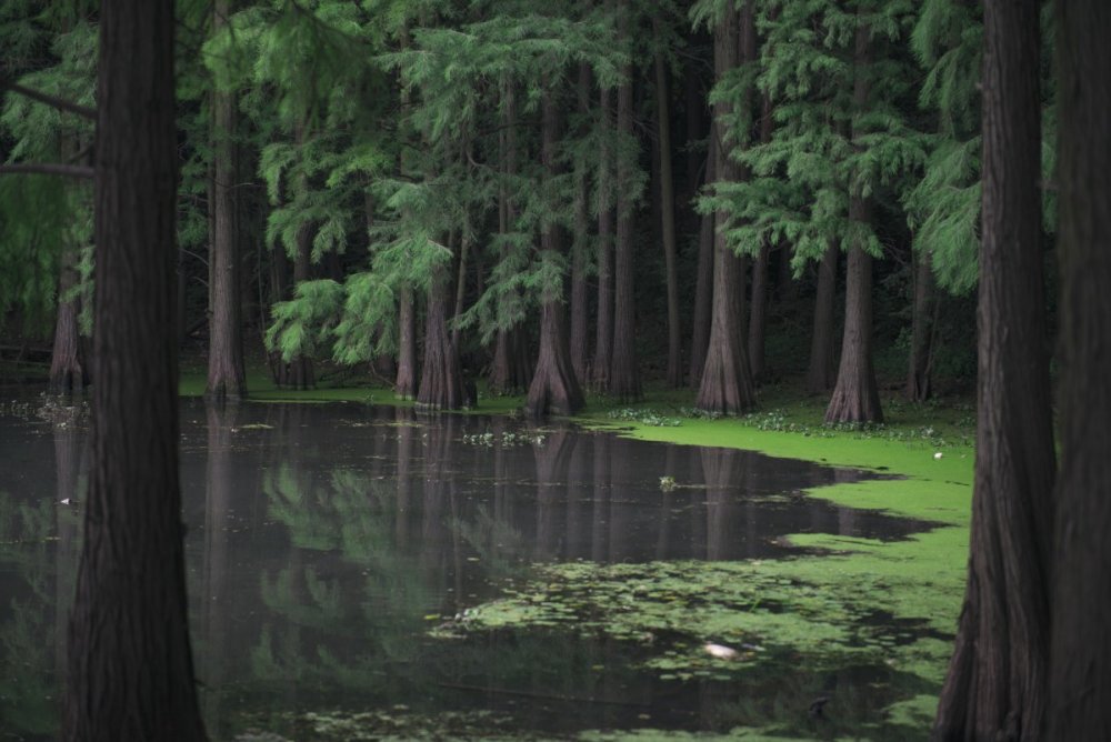 Картинки озеро в лесу