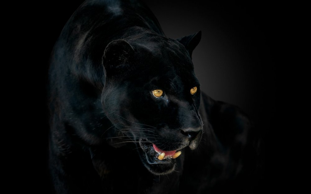 Чёрная пантера животное