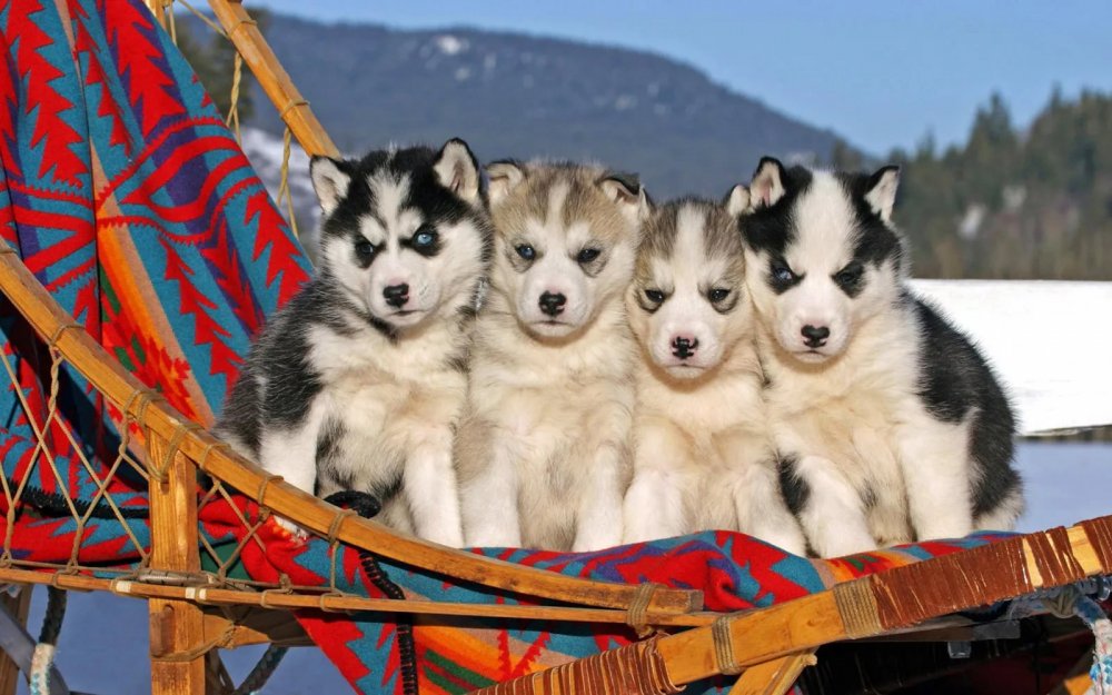 Сибирский хаски щенки