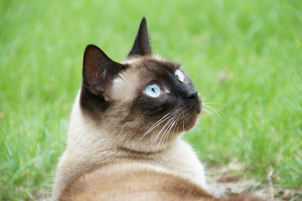 Тайский кот Джастин