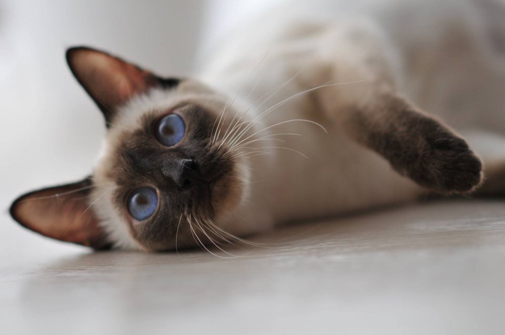 Фиолент тайский кот