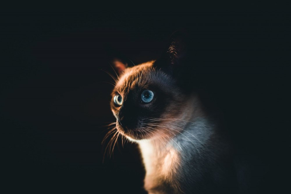 Сиамская кошка Лапкинс