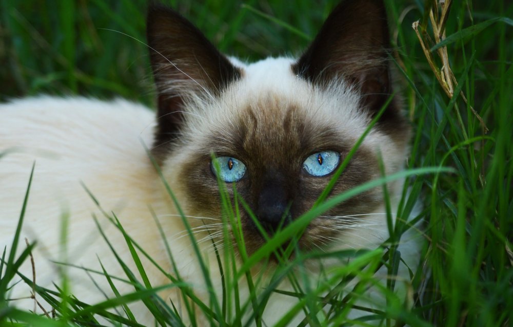 Сиамская кошка сил-Пойнт