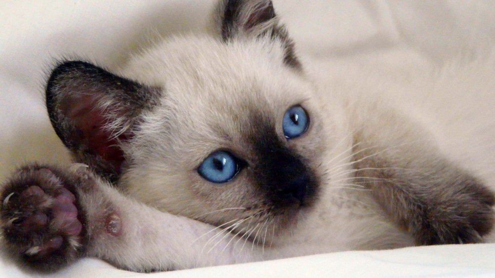 Сиамская голубая кошка