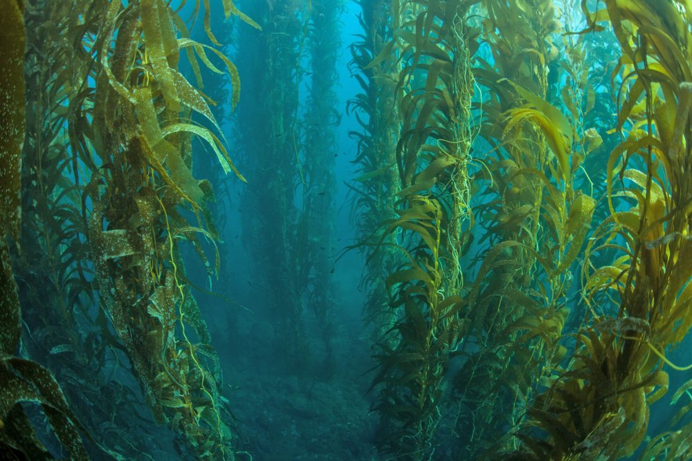 Ламинария и морские водоросли японского моря