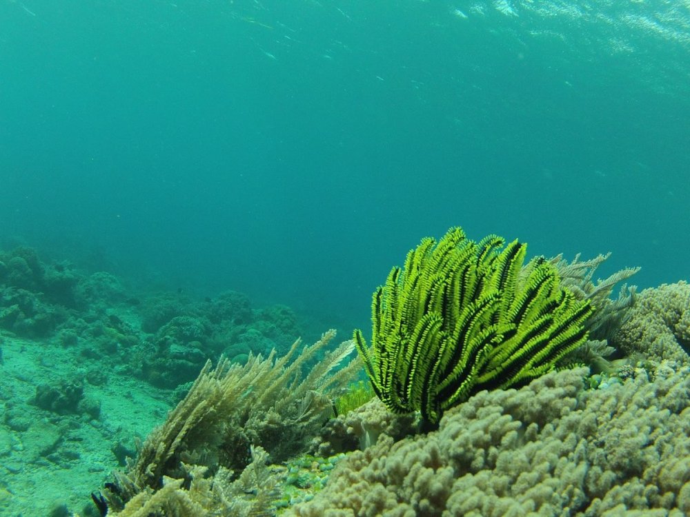 Морские водоросли картинки