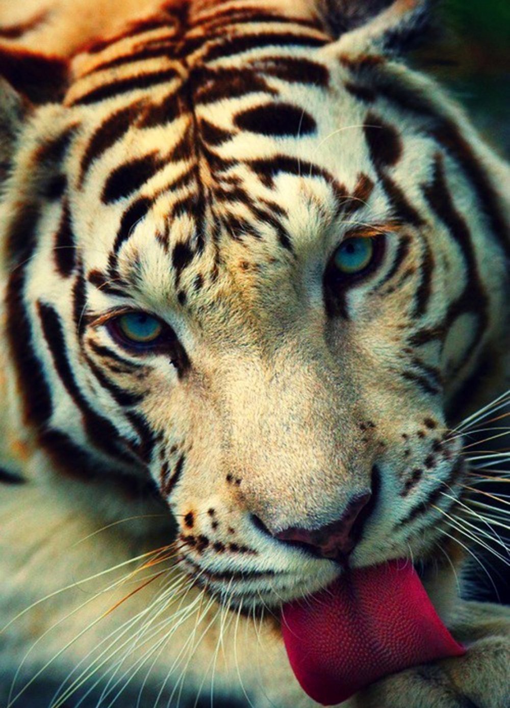 Желание тигра