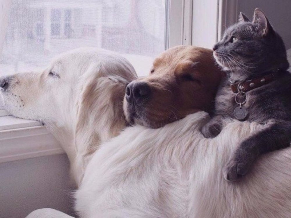 Кот обнимает собаку