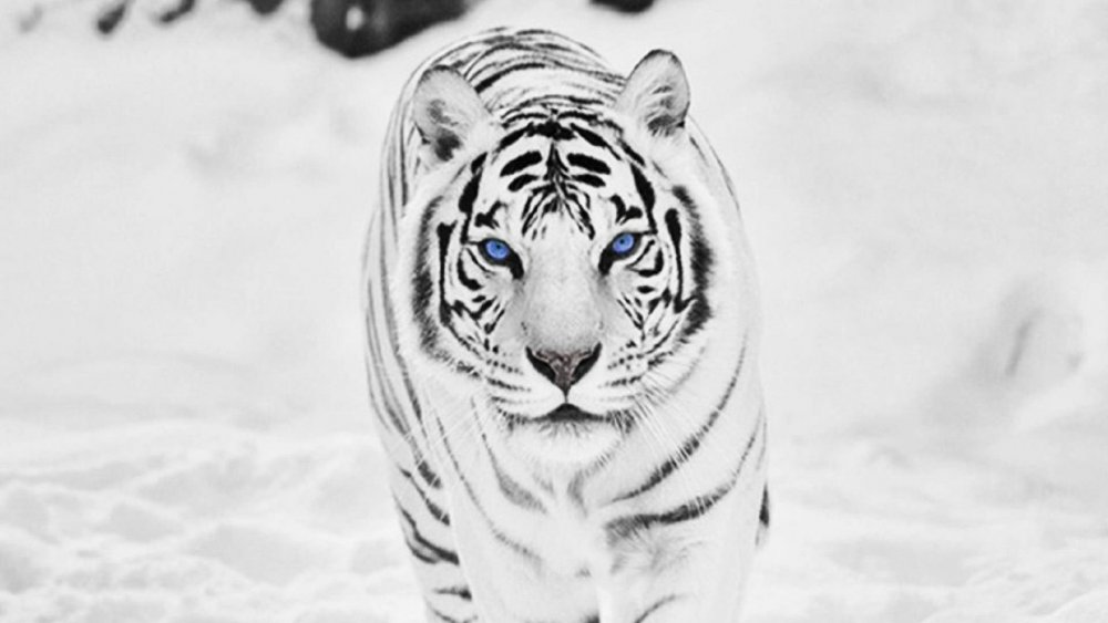 Белый тигр с голубыми глазами