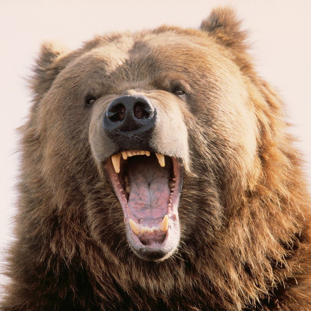 Как себя ведёт медведь эмоции