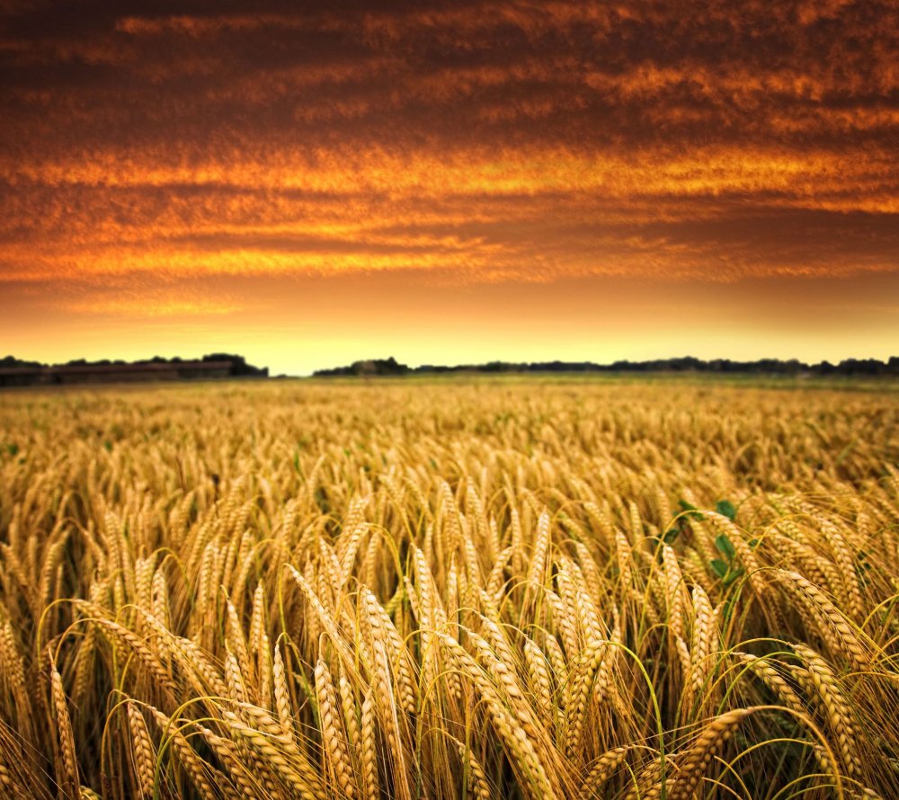 Поля Орловская область пшеница