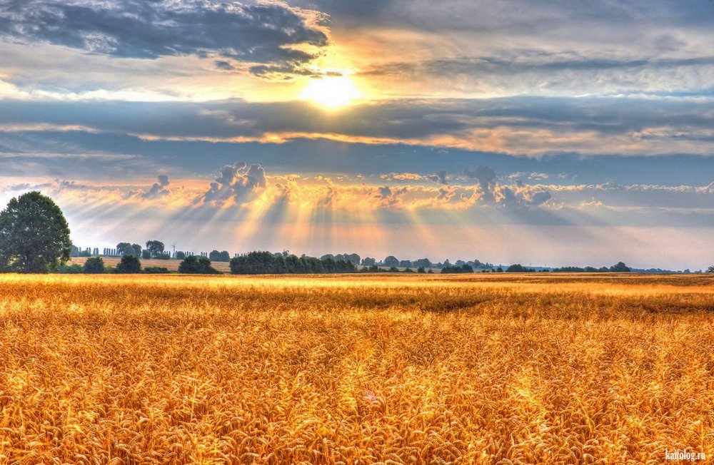 Красивое пшеничное поле