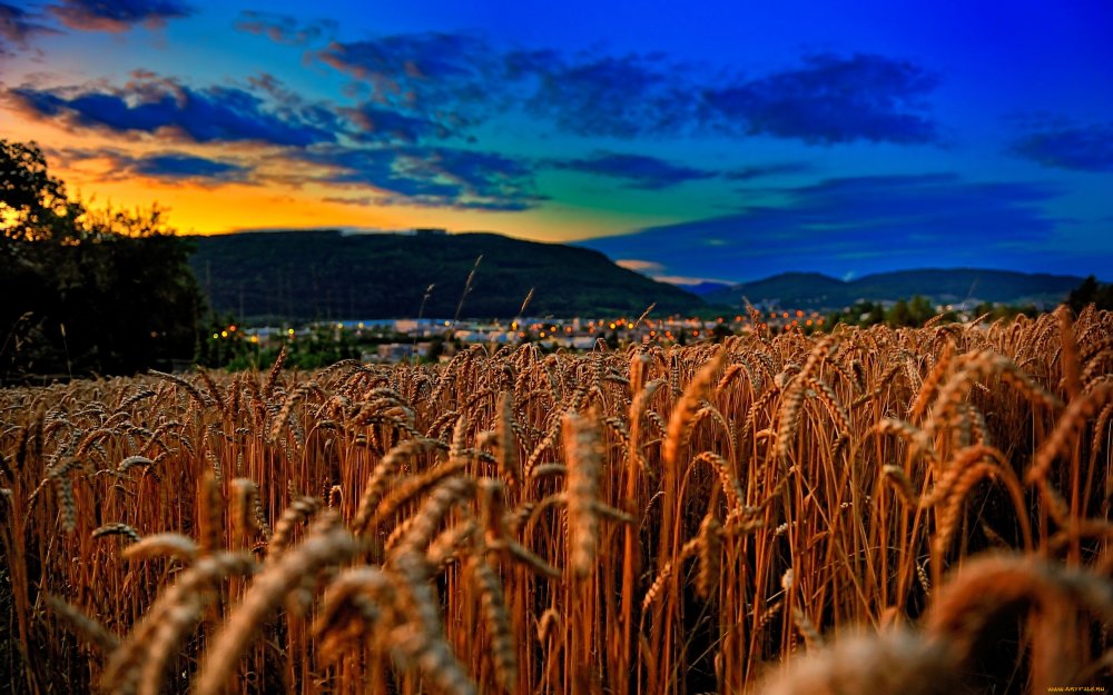 Маки в пшеничном поле