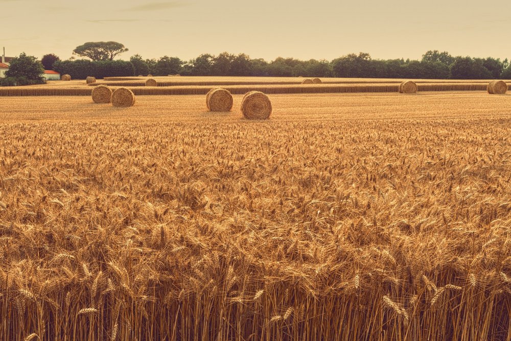 Природа Башкортостана пшеница поле