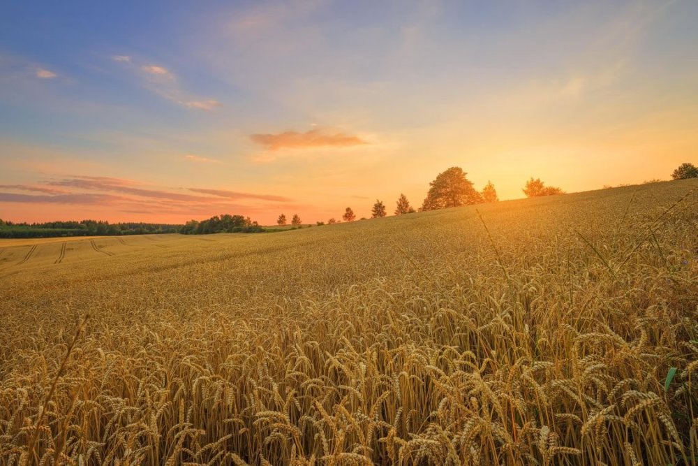 Пшеничное поле в Белоруссии