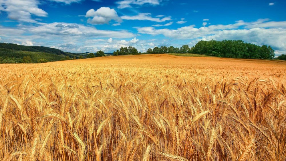 Диф Марсель поля пшеницы