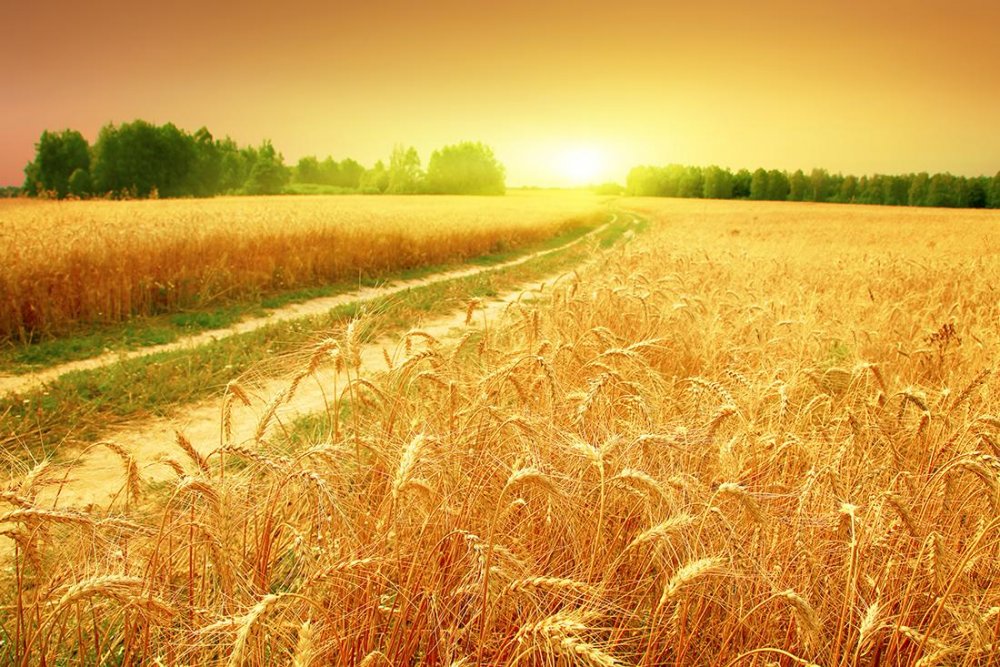 Крымское пшеничное поле