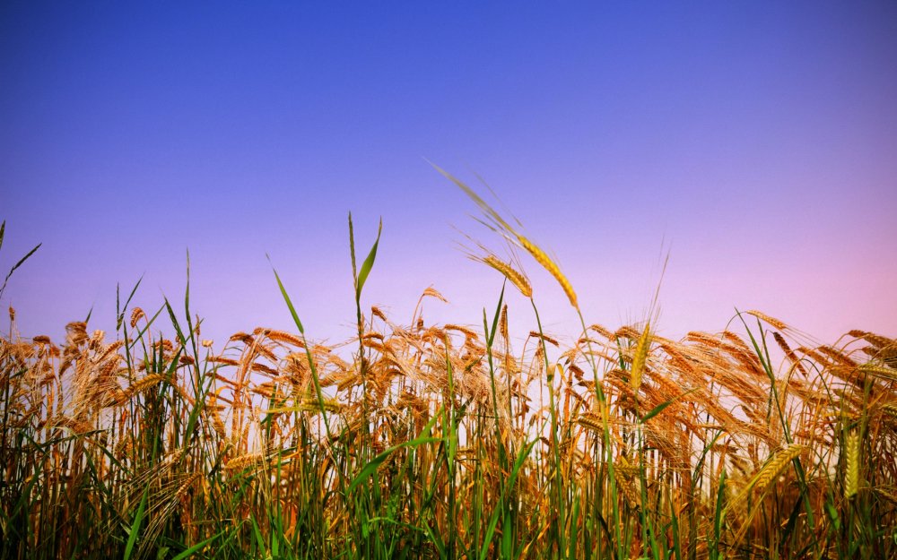 Плодородные поля пшеницы Донбасса