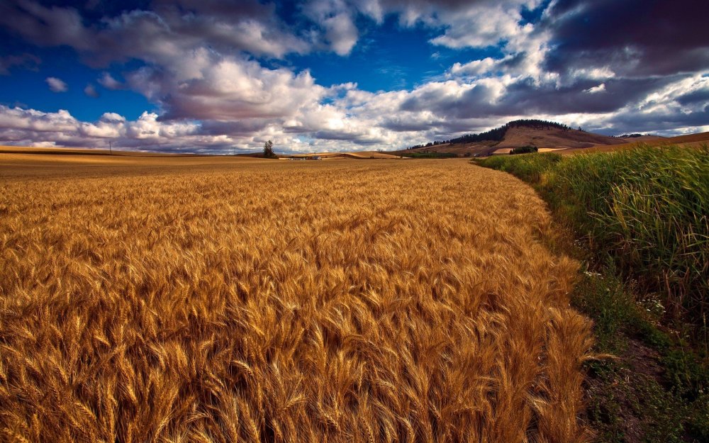 Хлебные поля Краснодарского края