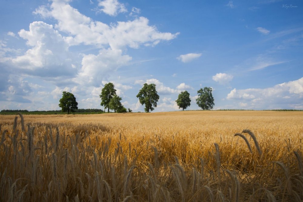 Пшеничные поля Донской степи