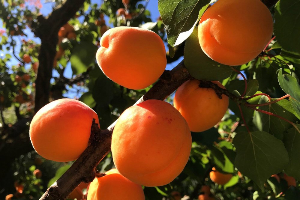 Урюк абрикос нектарин персик