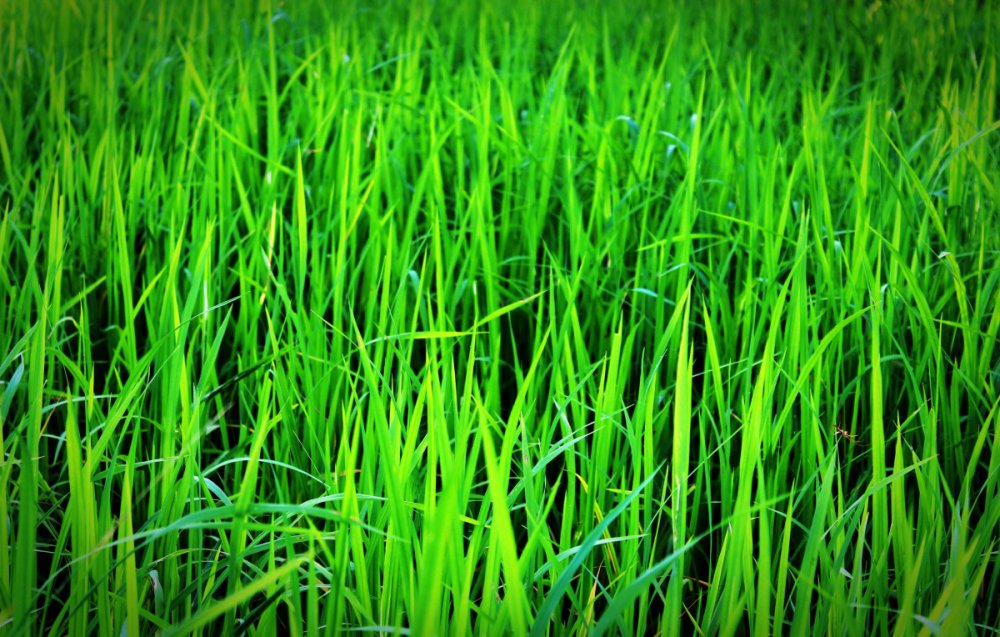 Зеленая травка