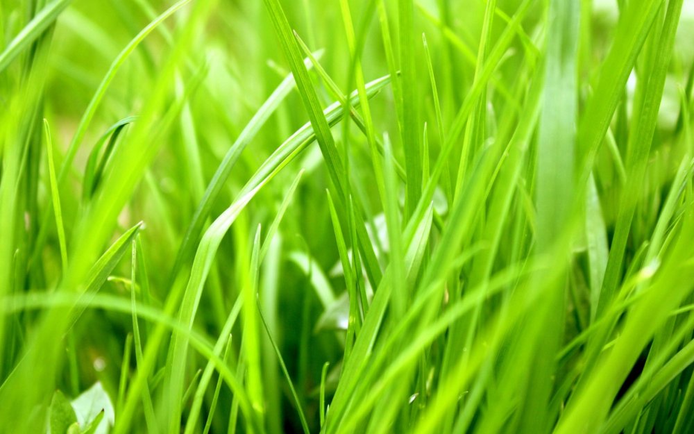 Зелень трава