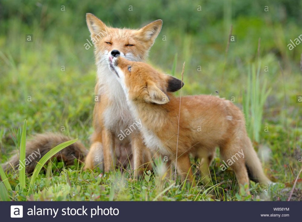 Чернобурка и рыжая лиса