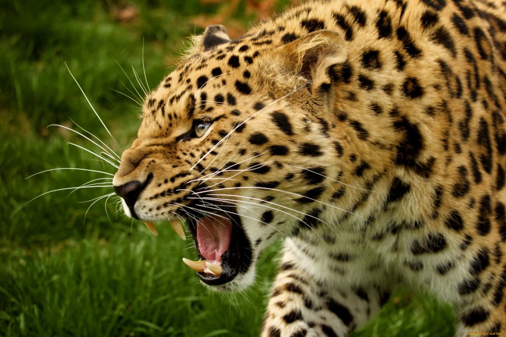 Леопард Оцелот
