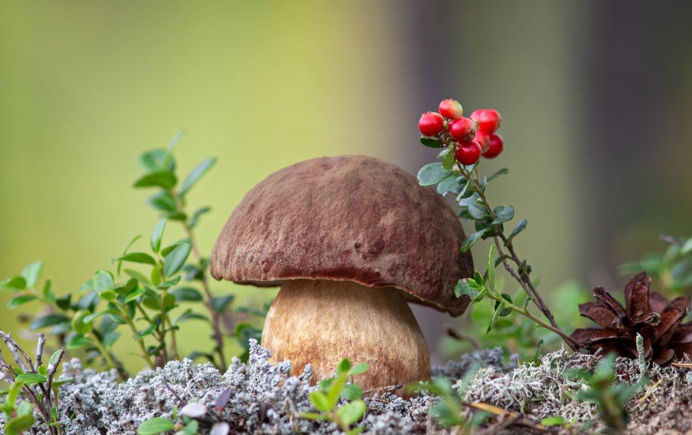 Сбор грибов и ягод в лесу