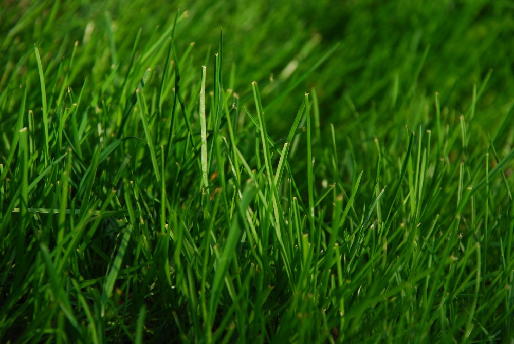 Роса на траве