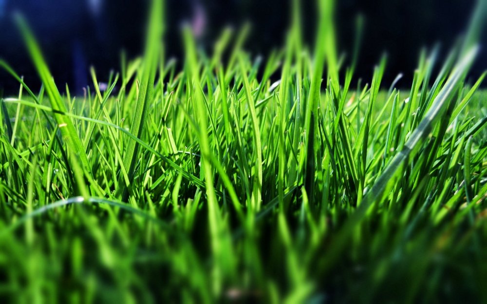 Трава поле