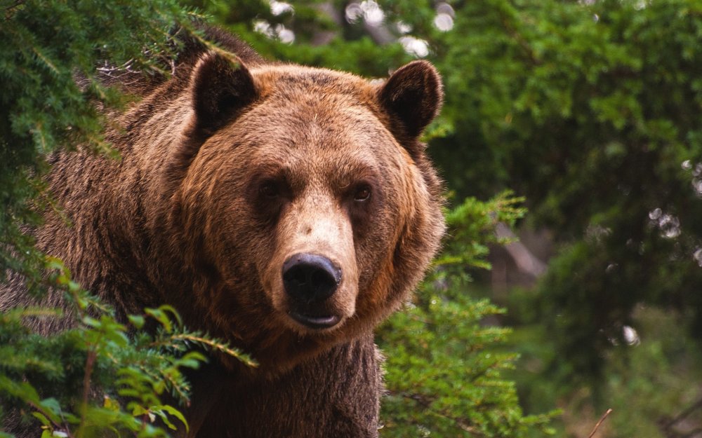Бурый медведь – Ursus arctos l.