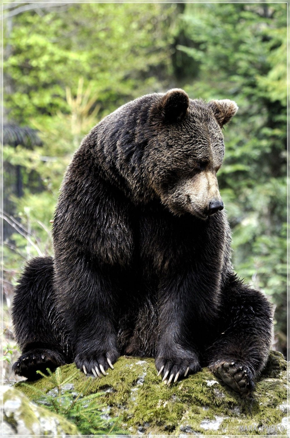 Американский медведь Гризли