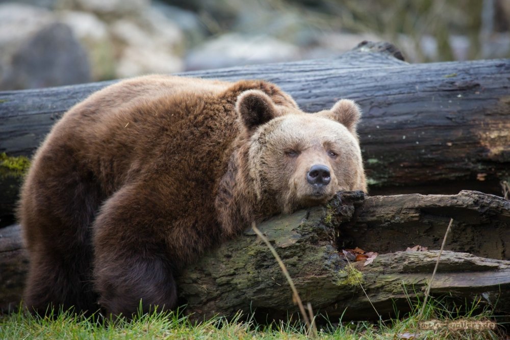 Сколько лет живут медведи в природе