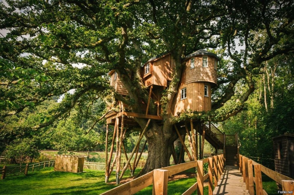 Hobbit Treehouse, США