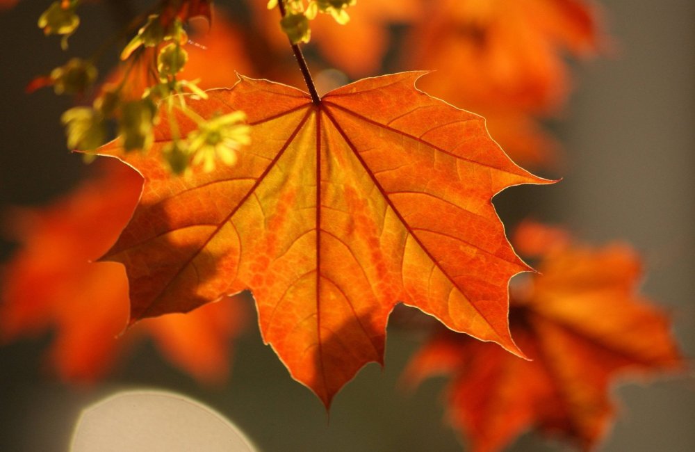 Разноцветное дерево осень резные листья