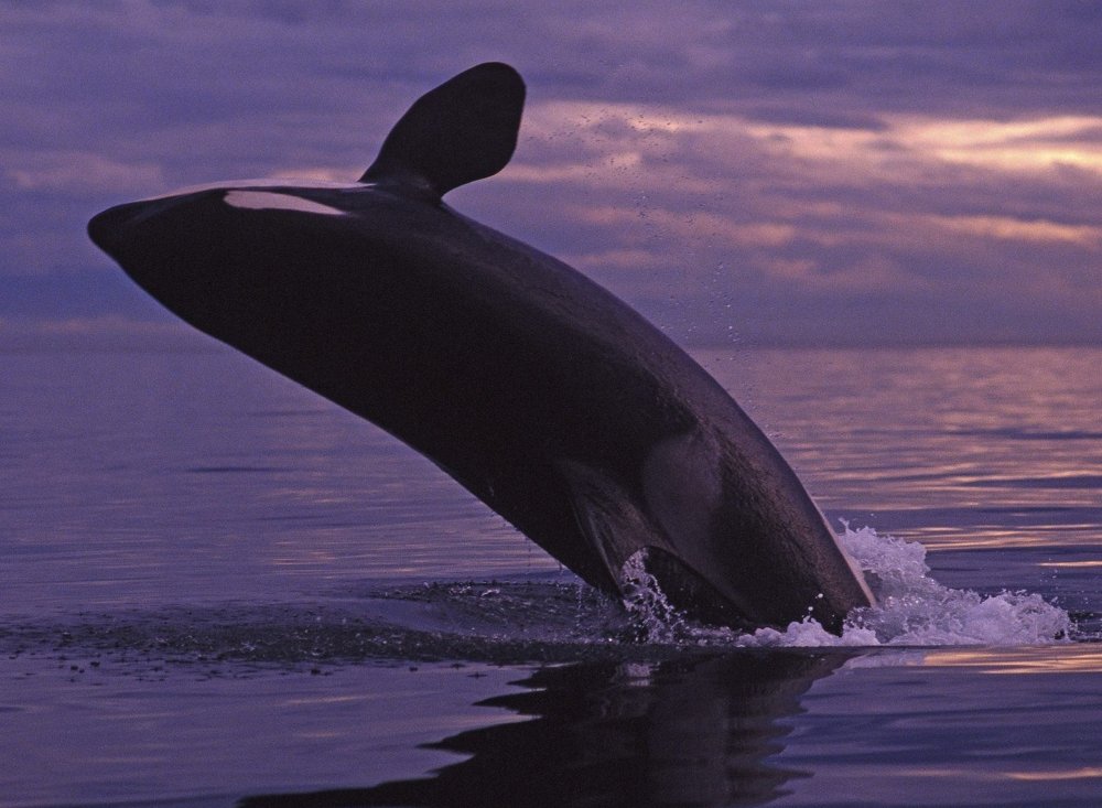 Китообразные дельфины