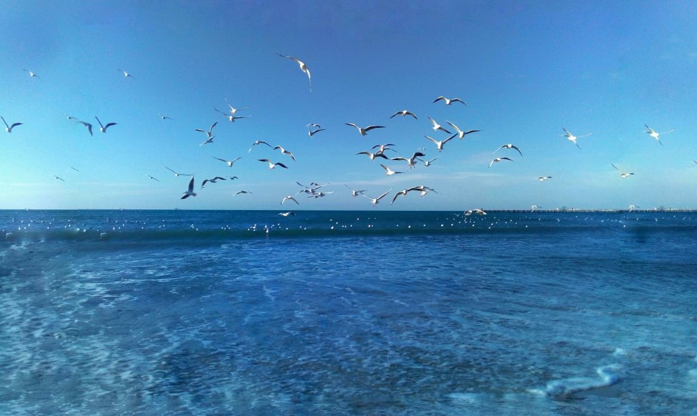 Картинки чайки над морем