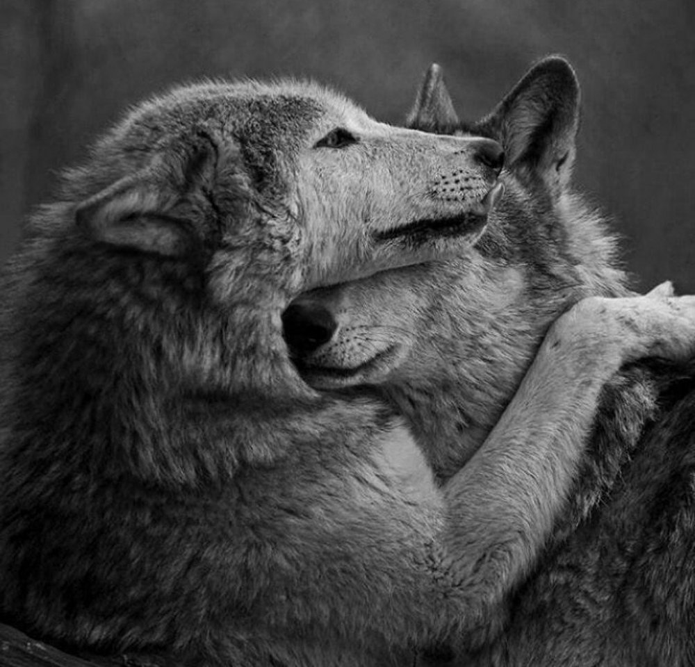 Влюбленный волк