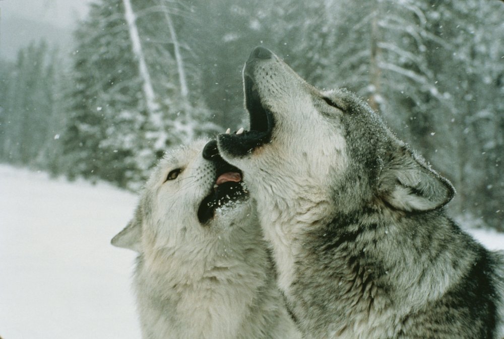 Алмазная вышивка ag410 - Волчья любовь - мозаика