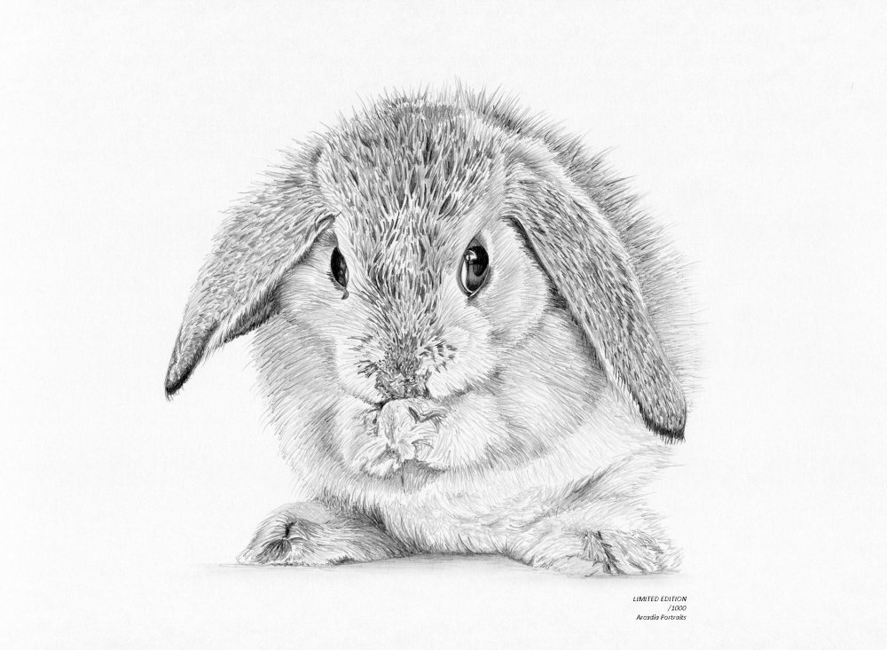 Декоративный кролик рисунок