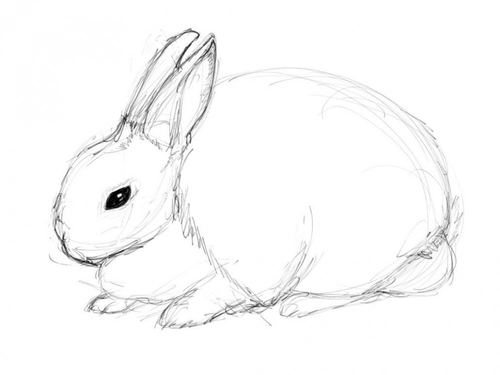 Кролик для срисовки