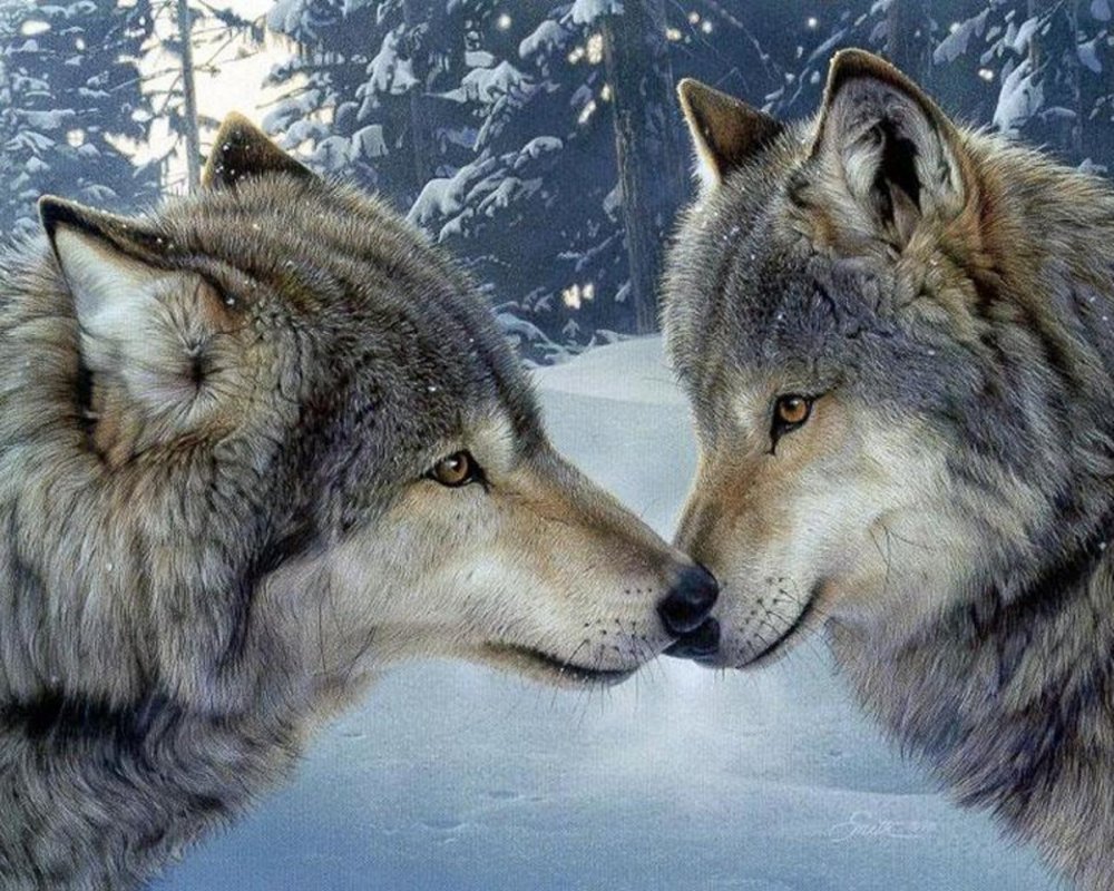 Альфа самец и Альфа самка волки