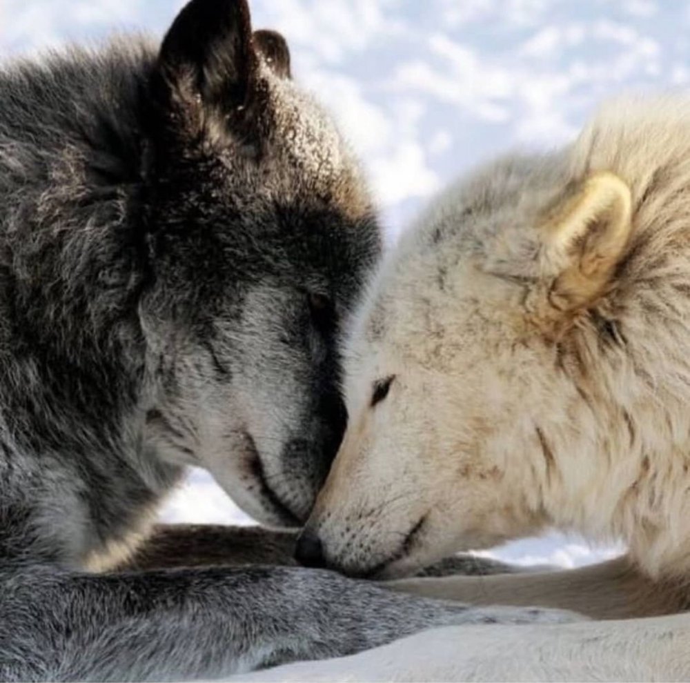 Волки любовь