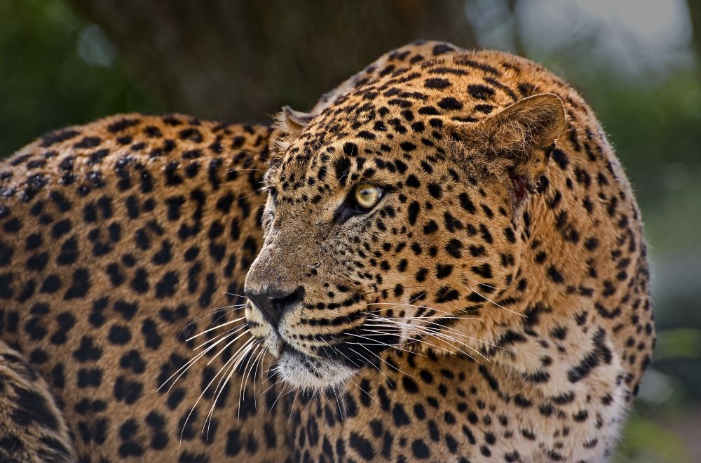 Синайский леопард