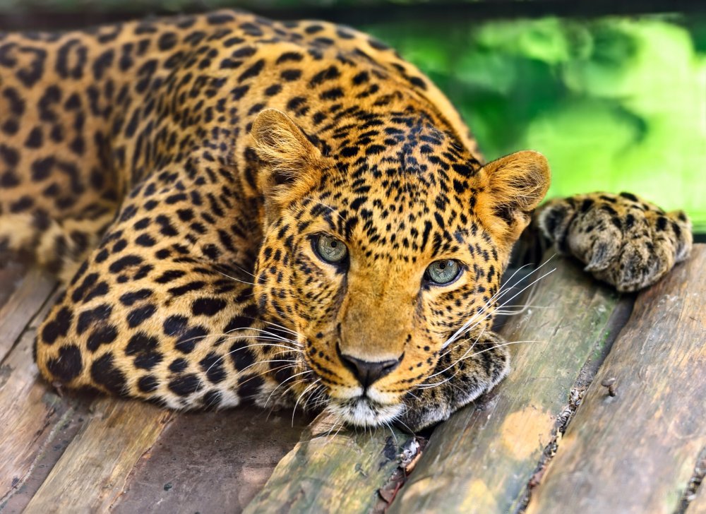 Onkyo леопард леопард