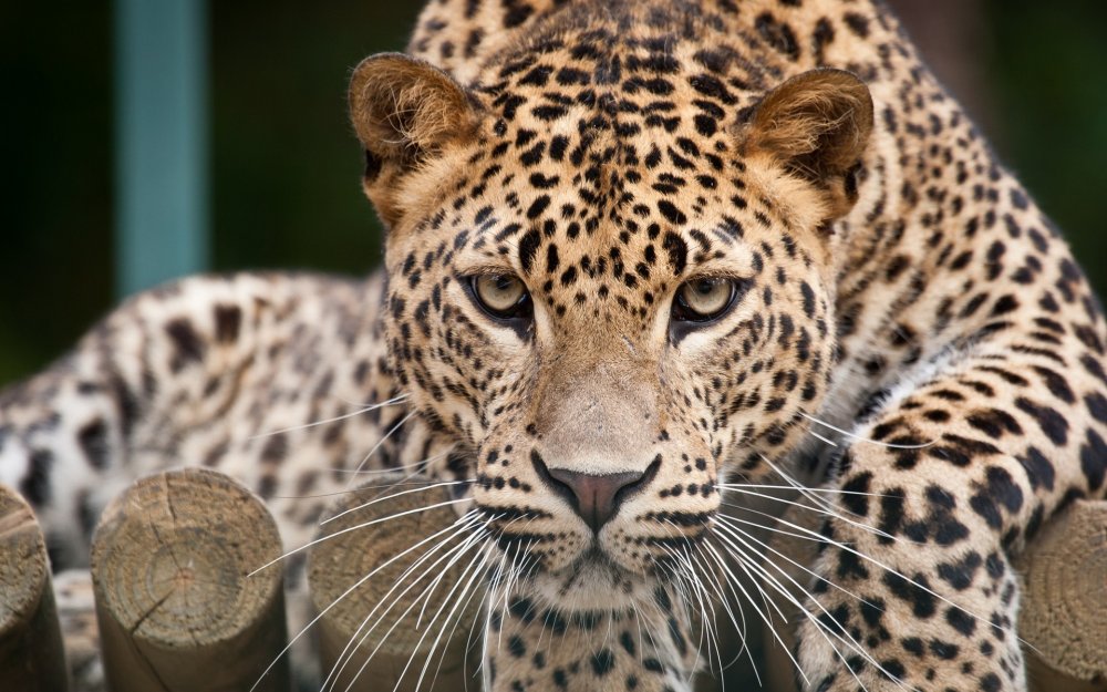 Красивая морда леопарда