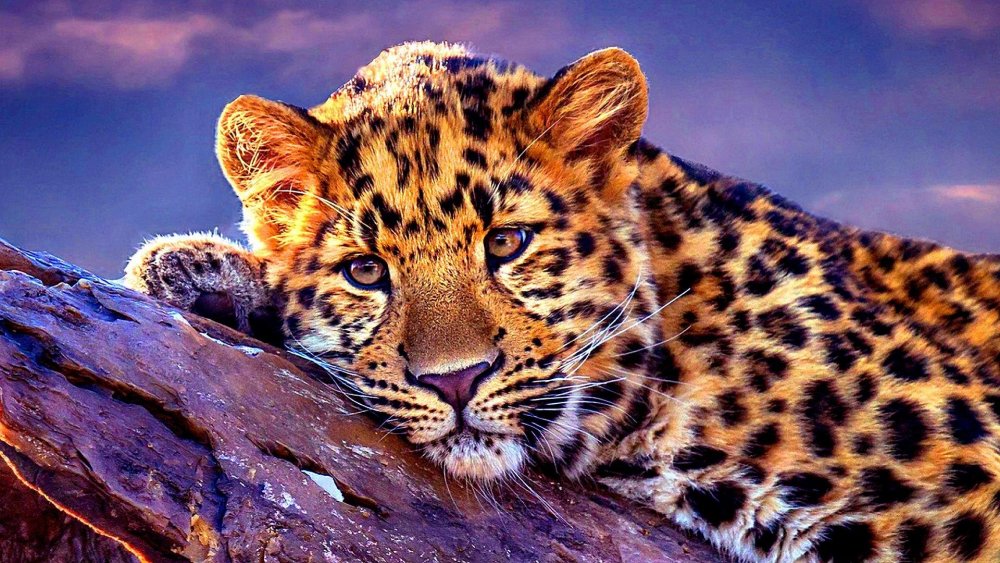 Леопард на заставку