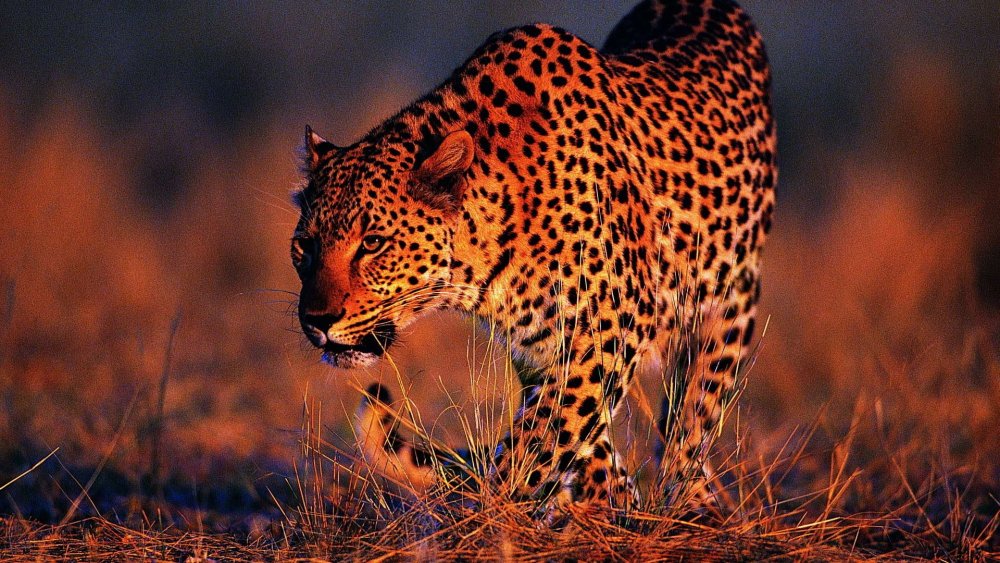 Леопард и леопарденок